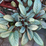 Ctenanthe 'Grey Star'