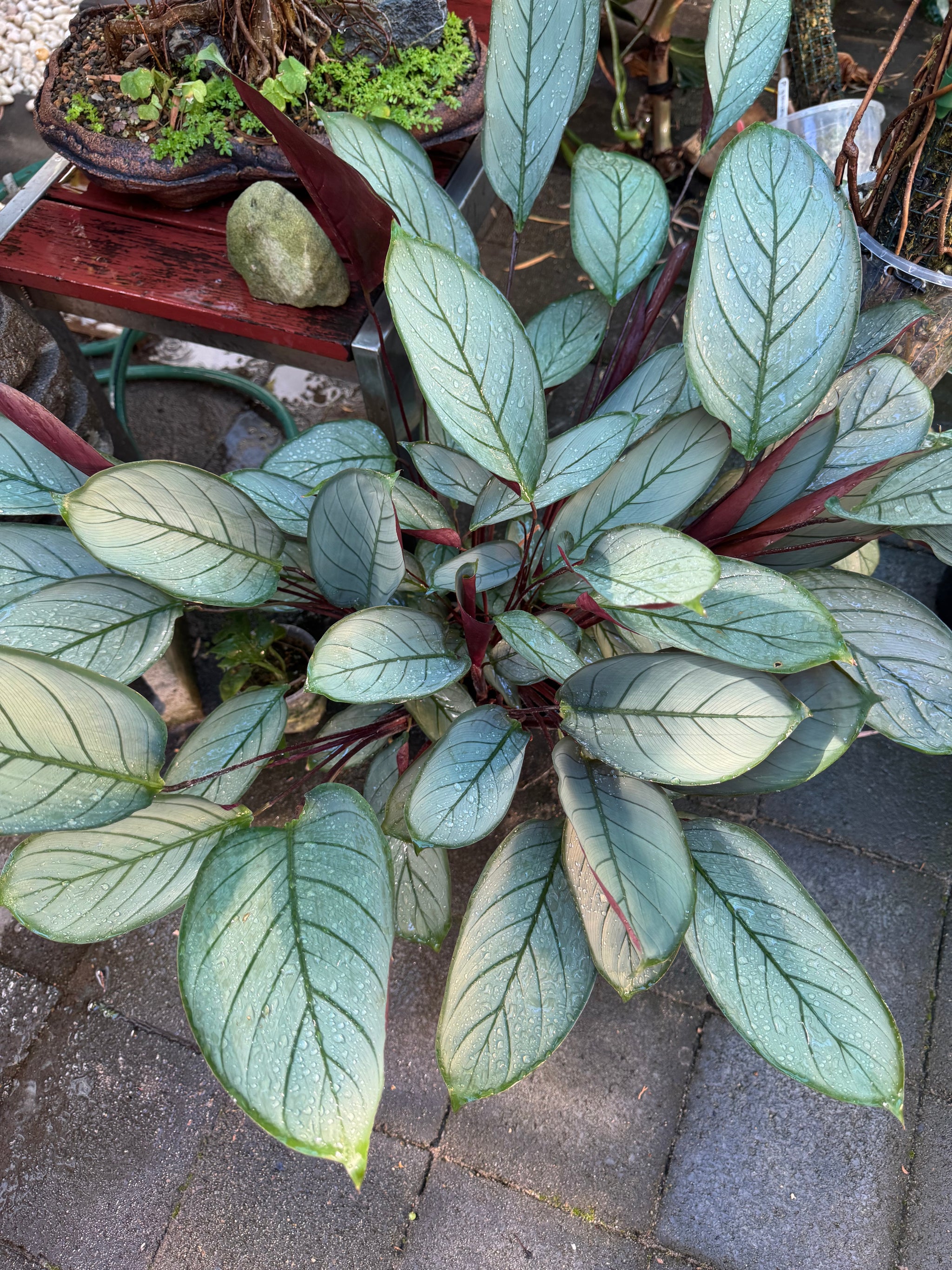 Ctenanthe 'Grey Star'