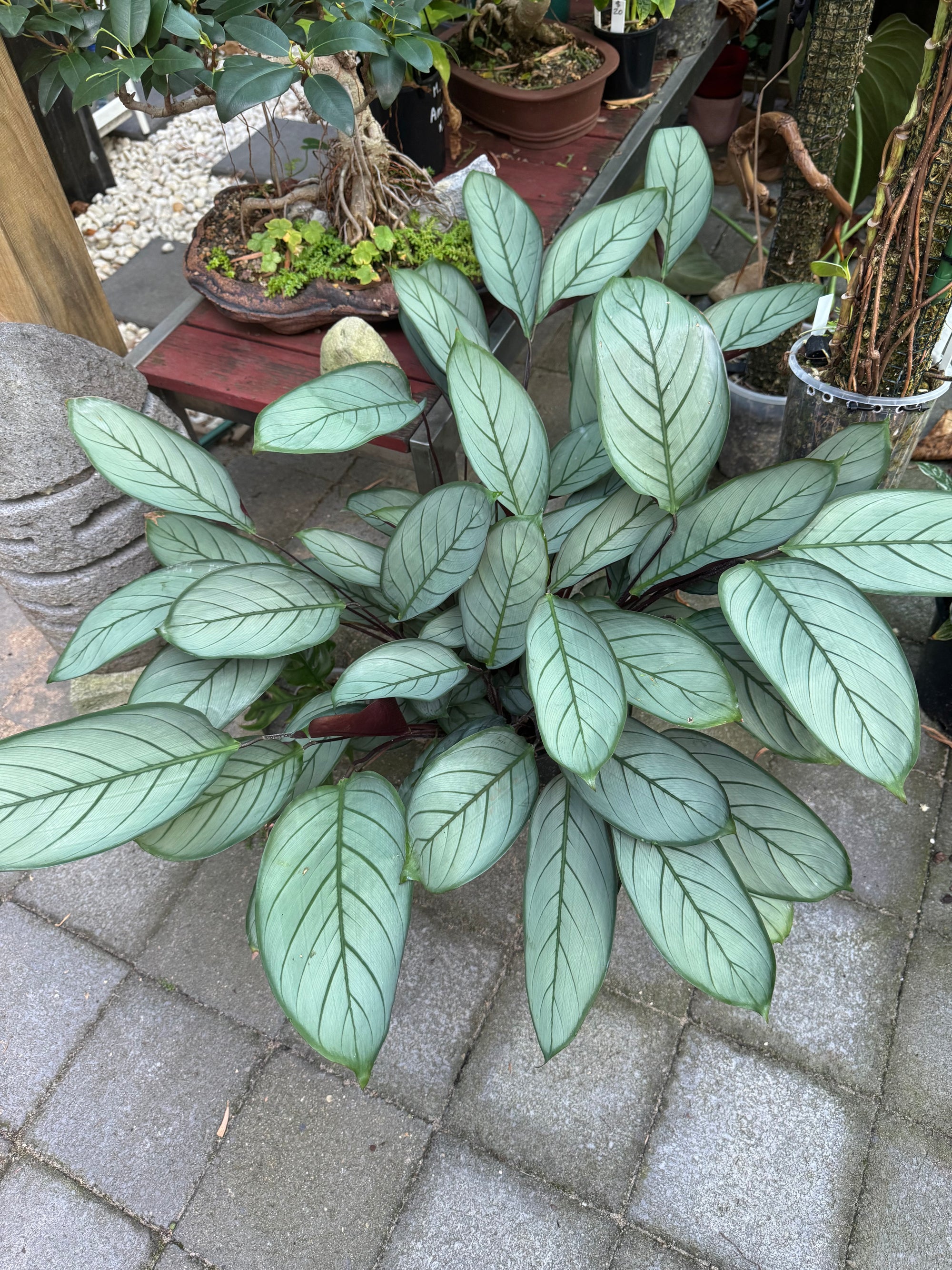 Ctenanthe 'Grey Star'