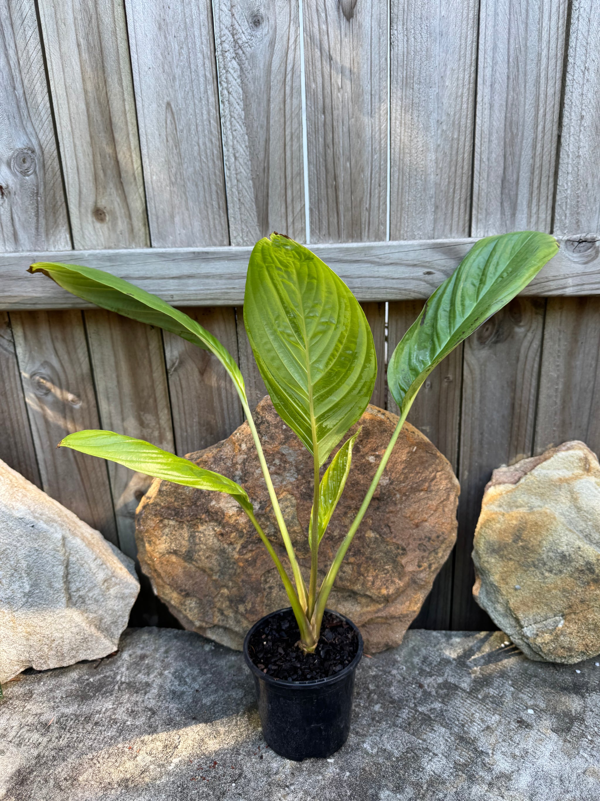 Tacca chantrieri 'Black' (Bat Plant)