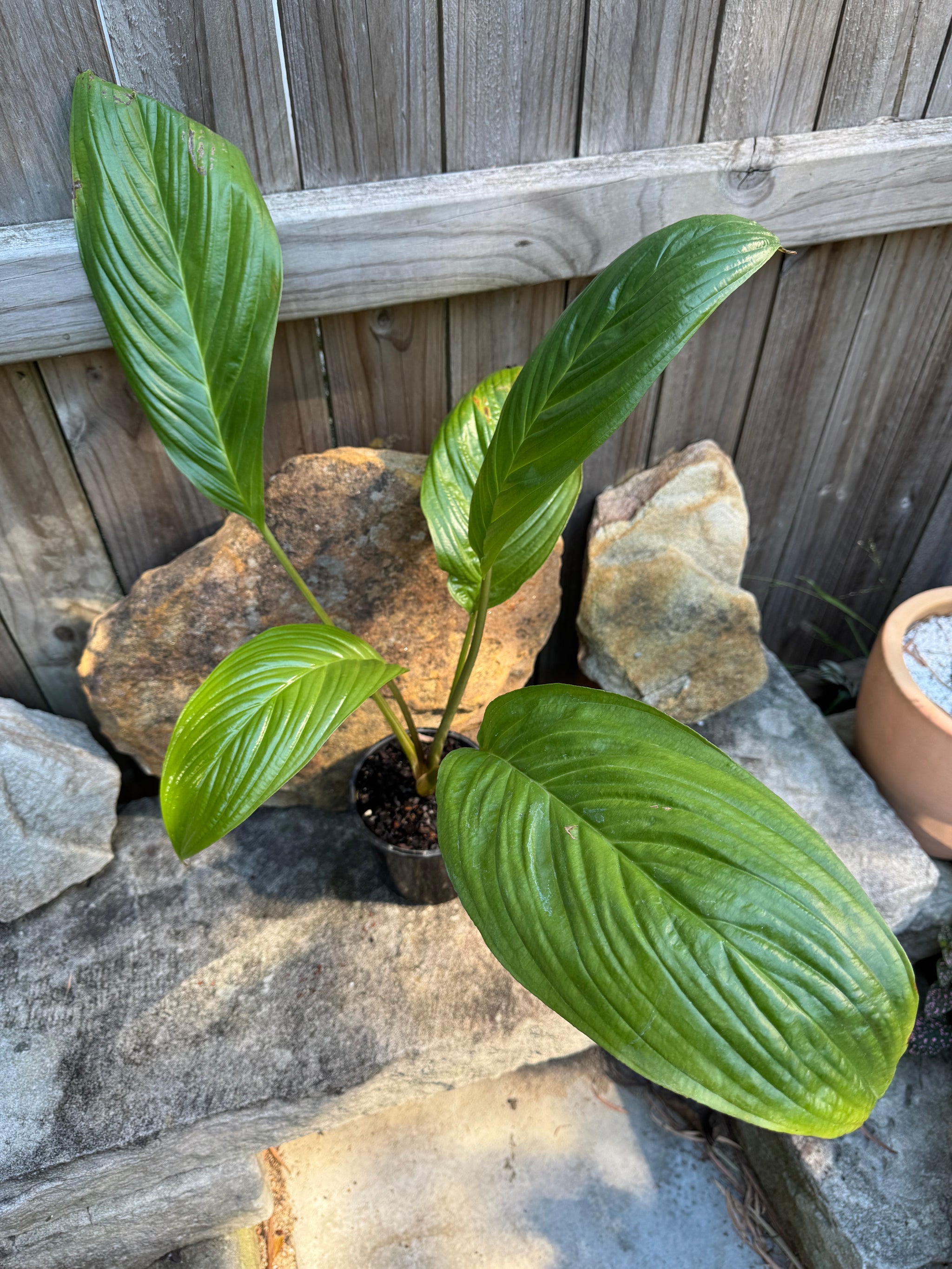 Tacca chantrieri 'Black' (Bat Plant)