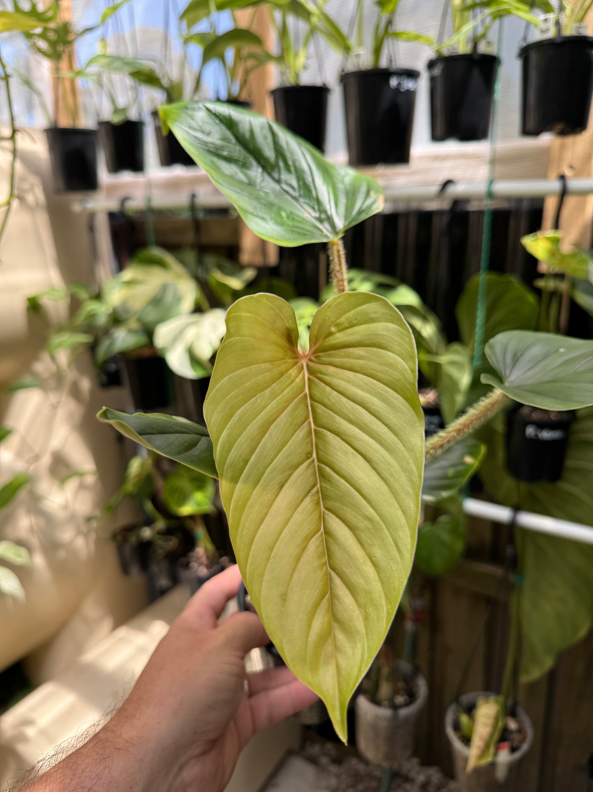 Philodendron Serpens 'Red'