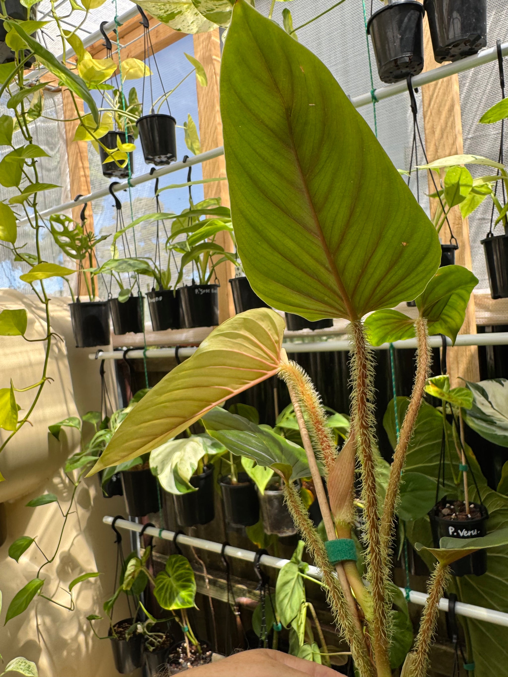 Philodendron Serpens 'Red'