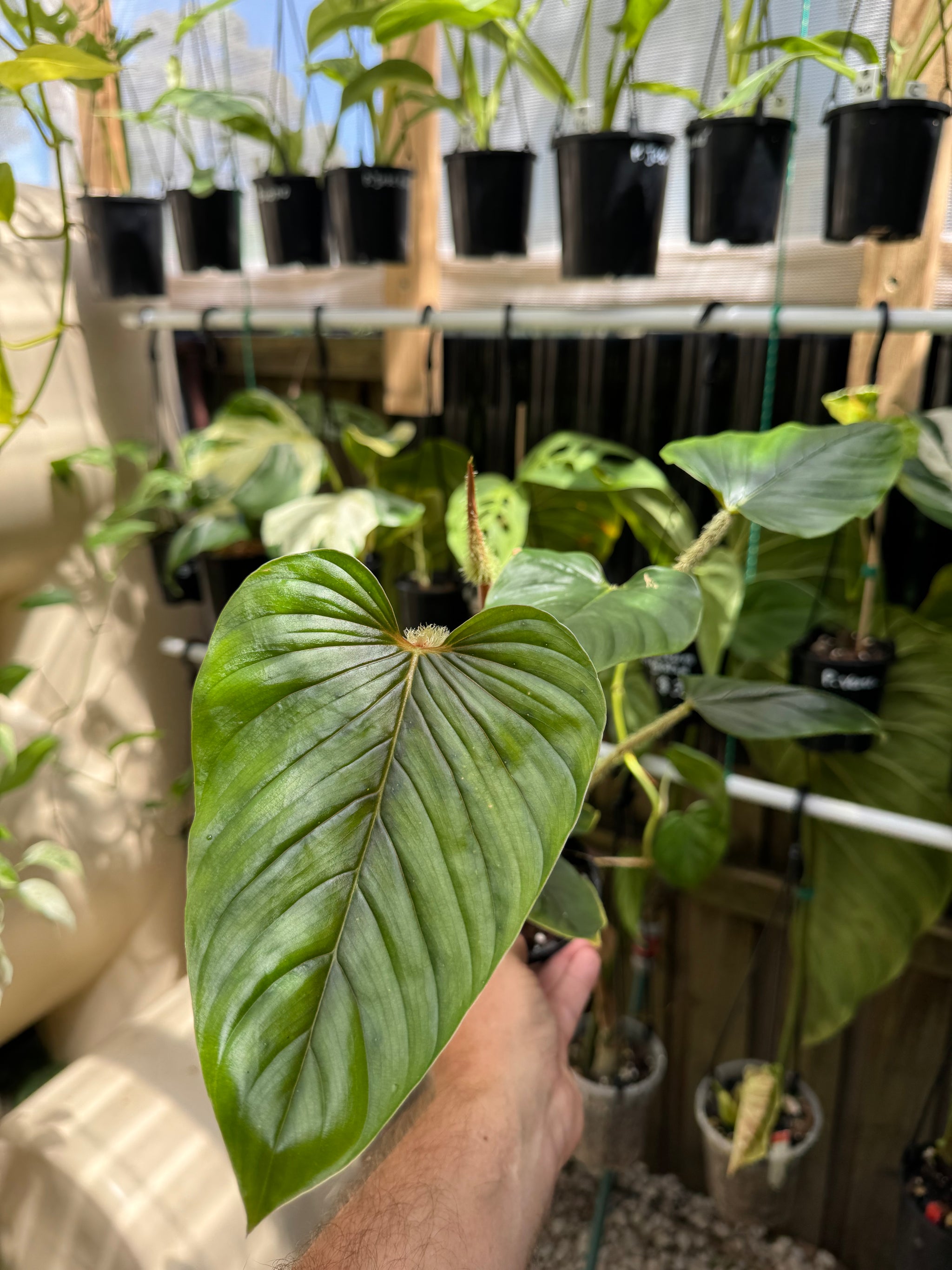 Philodendron Serpens 'Red'