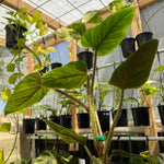 Philodendron Serpens 'Red'