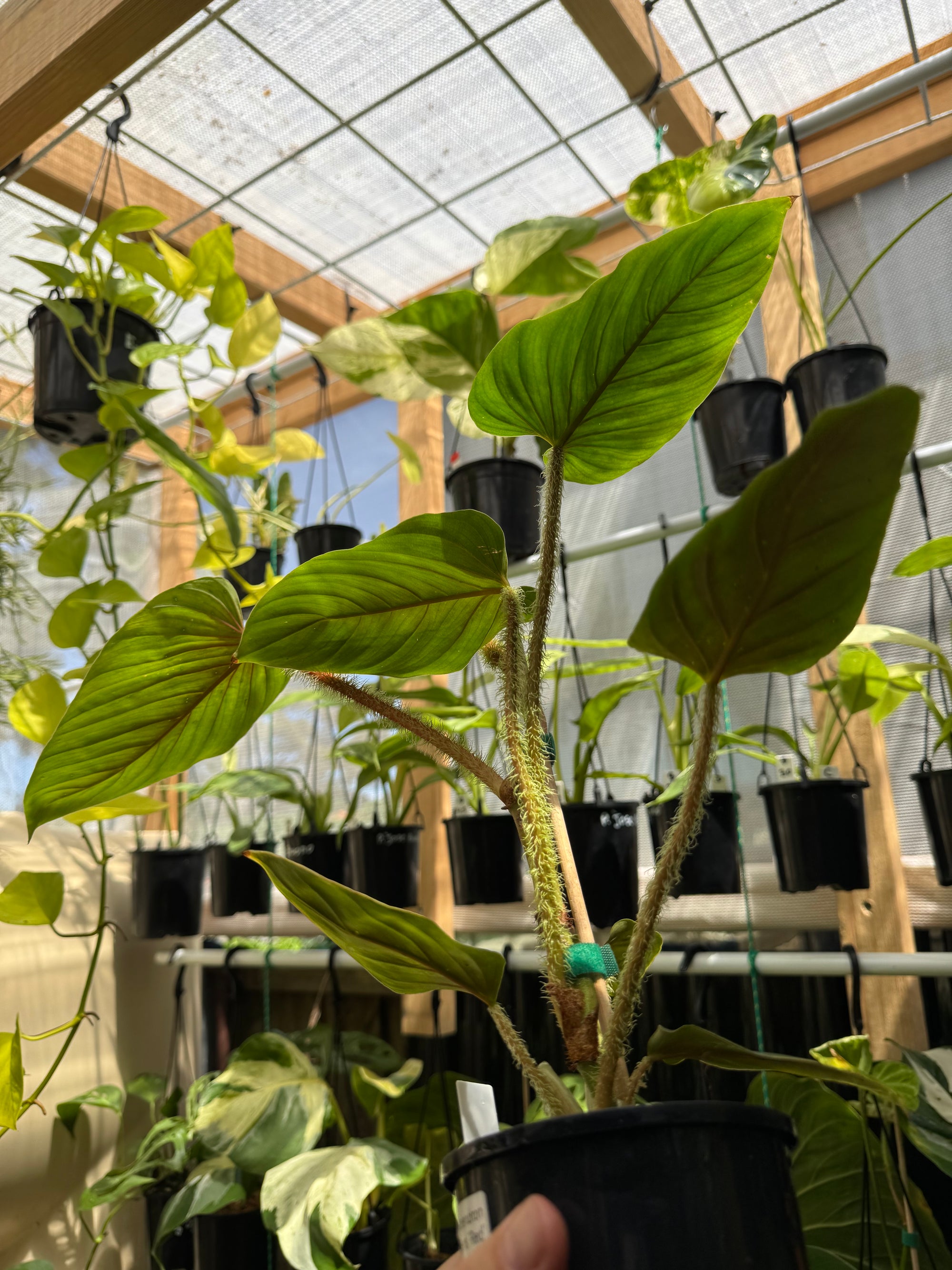 Philodendron Serpens 'Red'