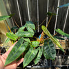 Philodendron billietiae - Small