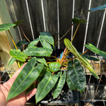 Philodendron billietiae - Small