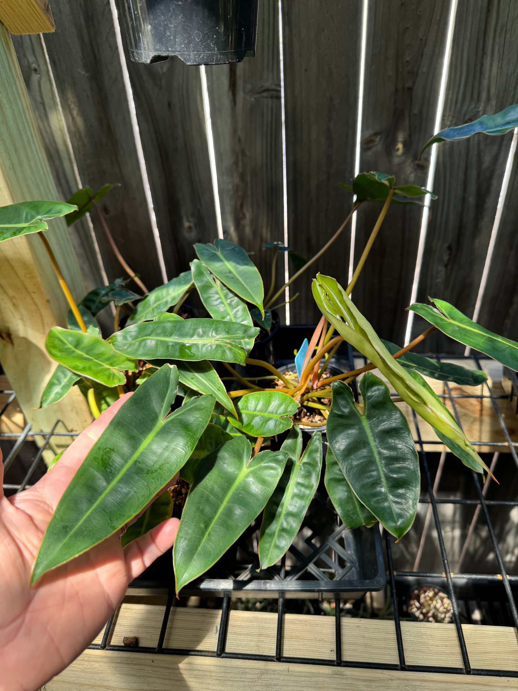 Philodendron billietiae - Small