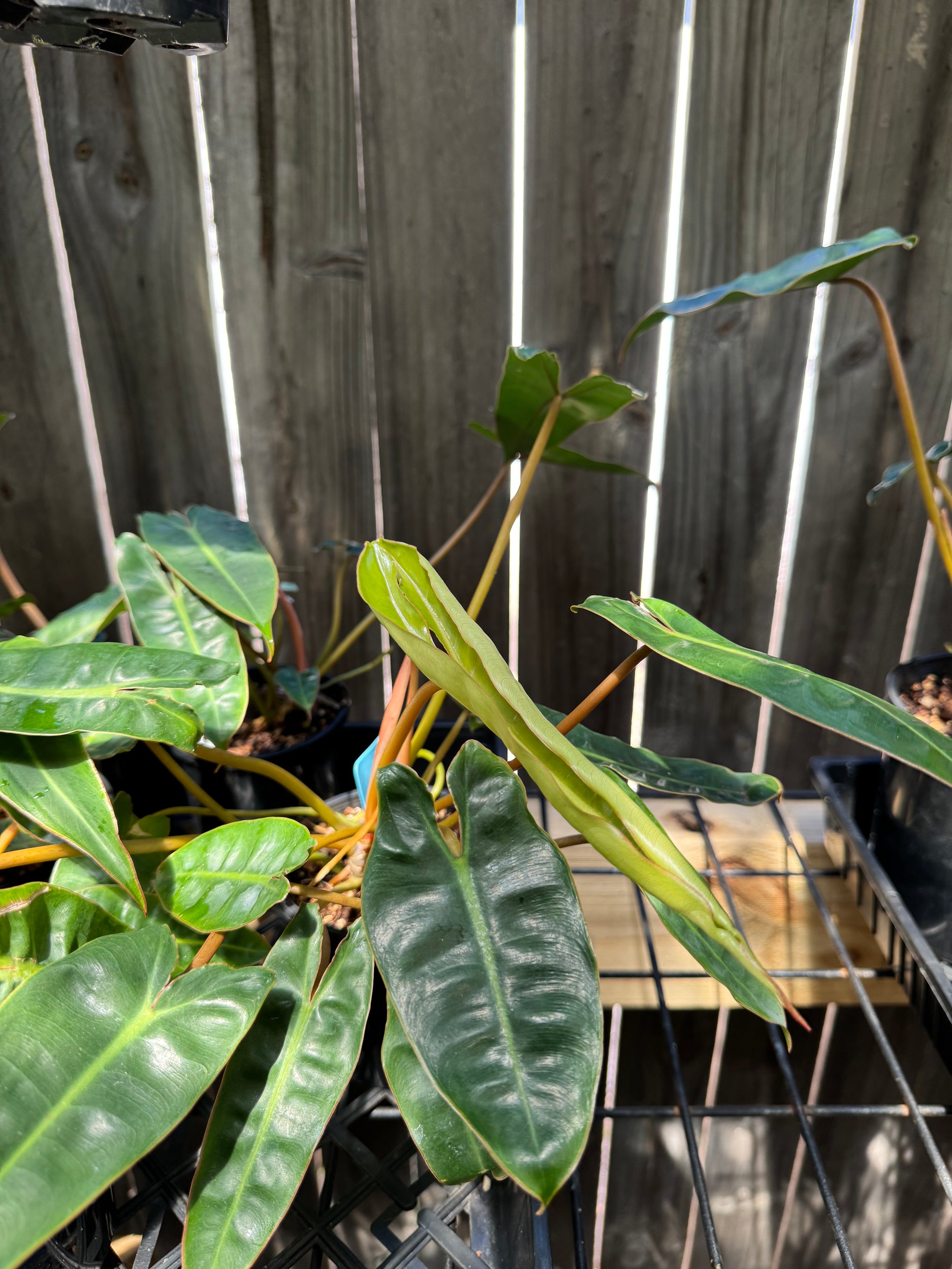 Philodendron billietiae - Small