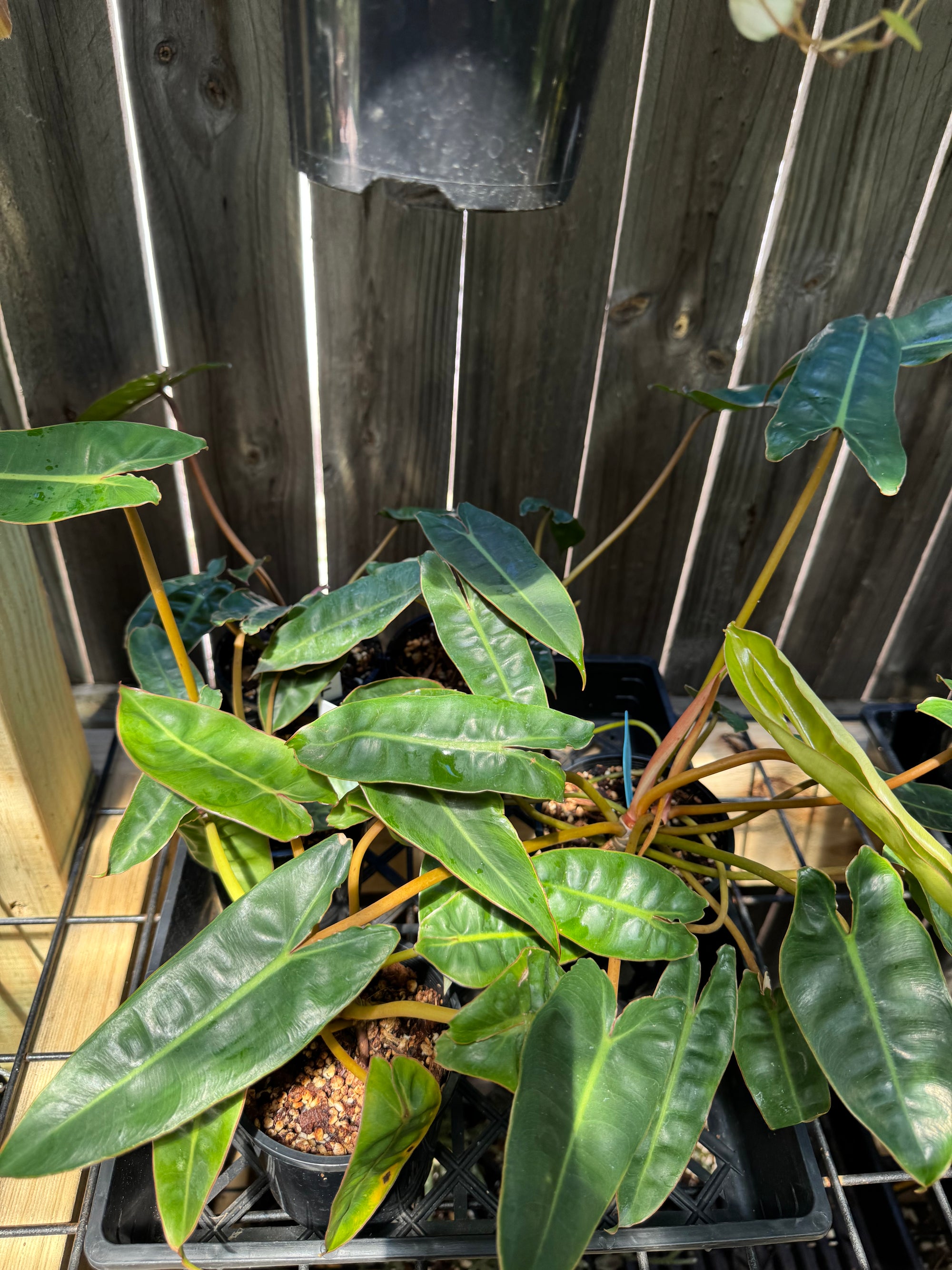 Philodendron billietiae - Small