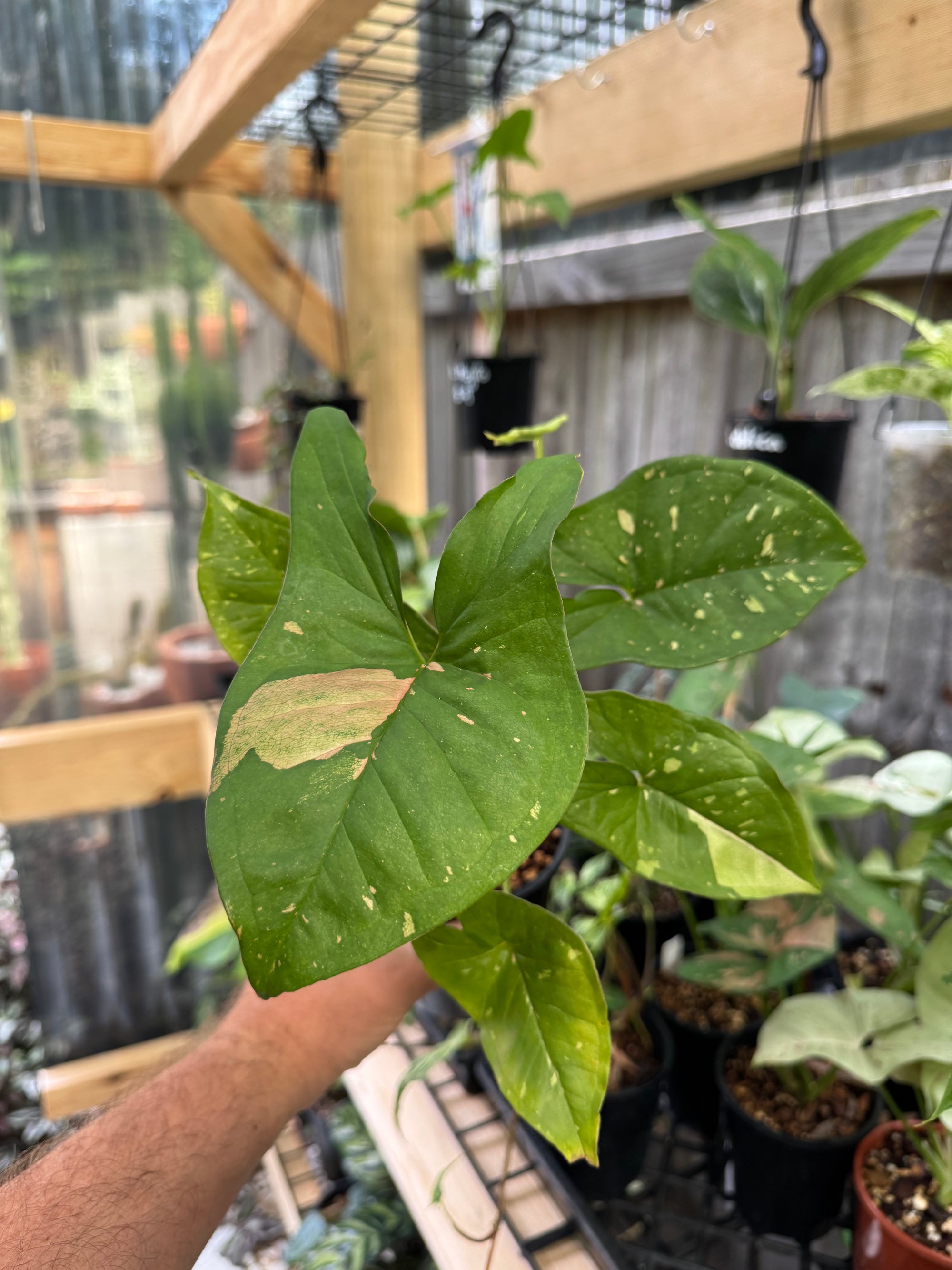 Syngonium 'Pink Splash'