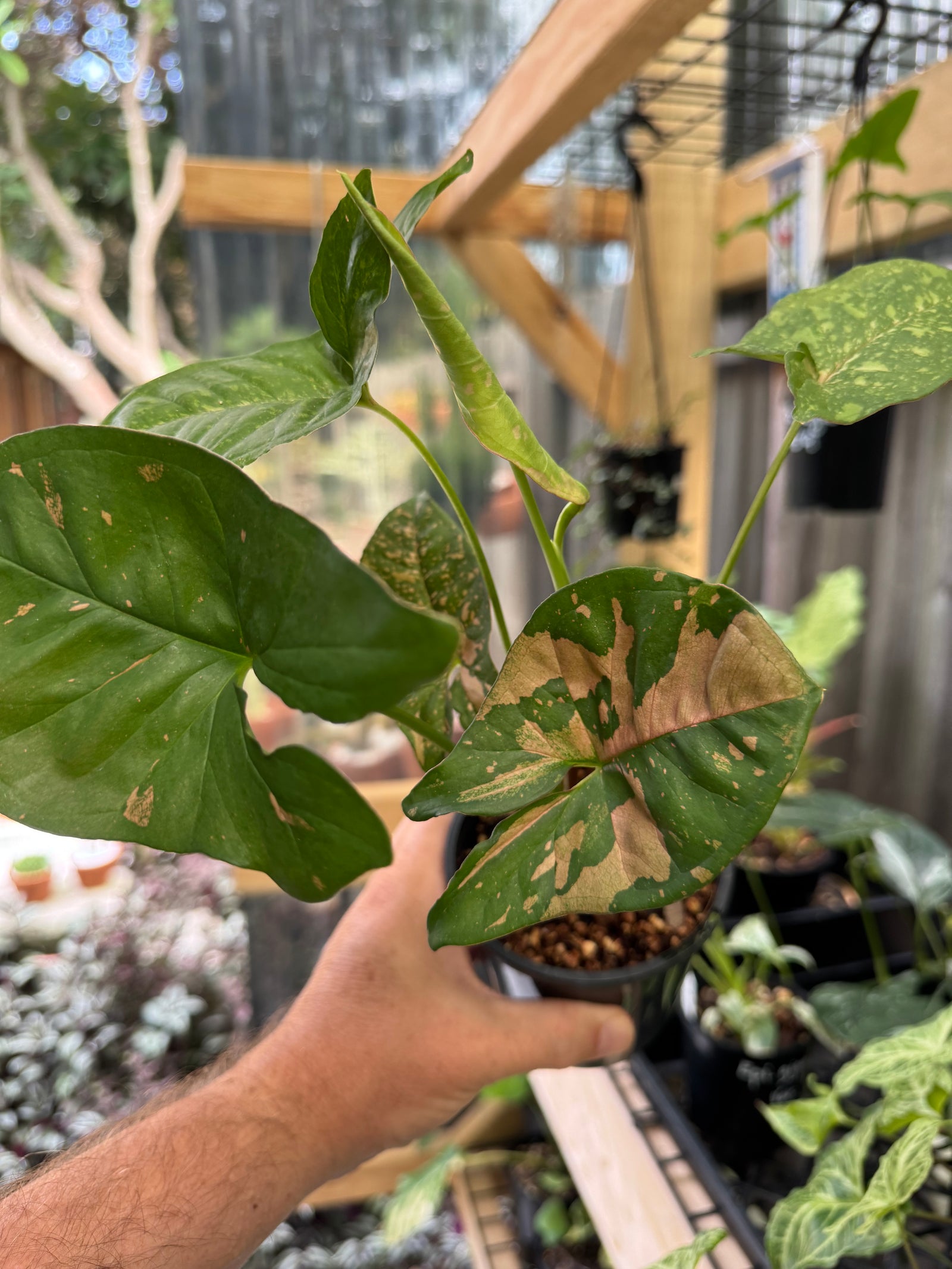 Syngonium 'Pink Splash'