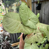 Syngonium 'Confetti'