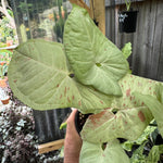Syngonium 'Confetti'