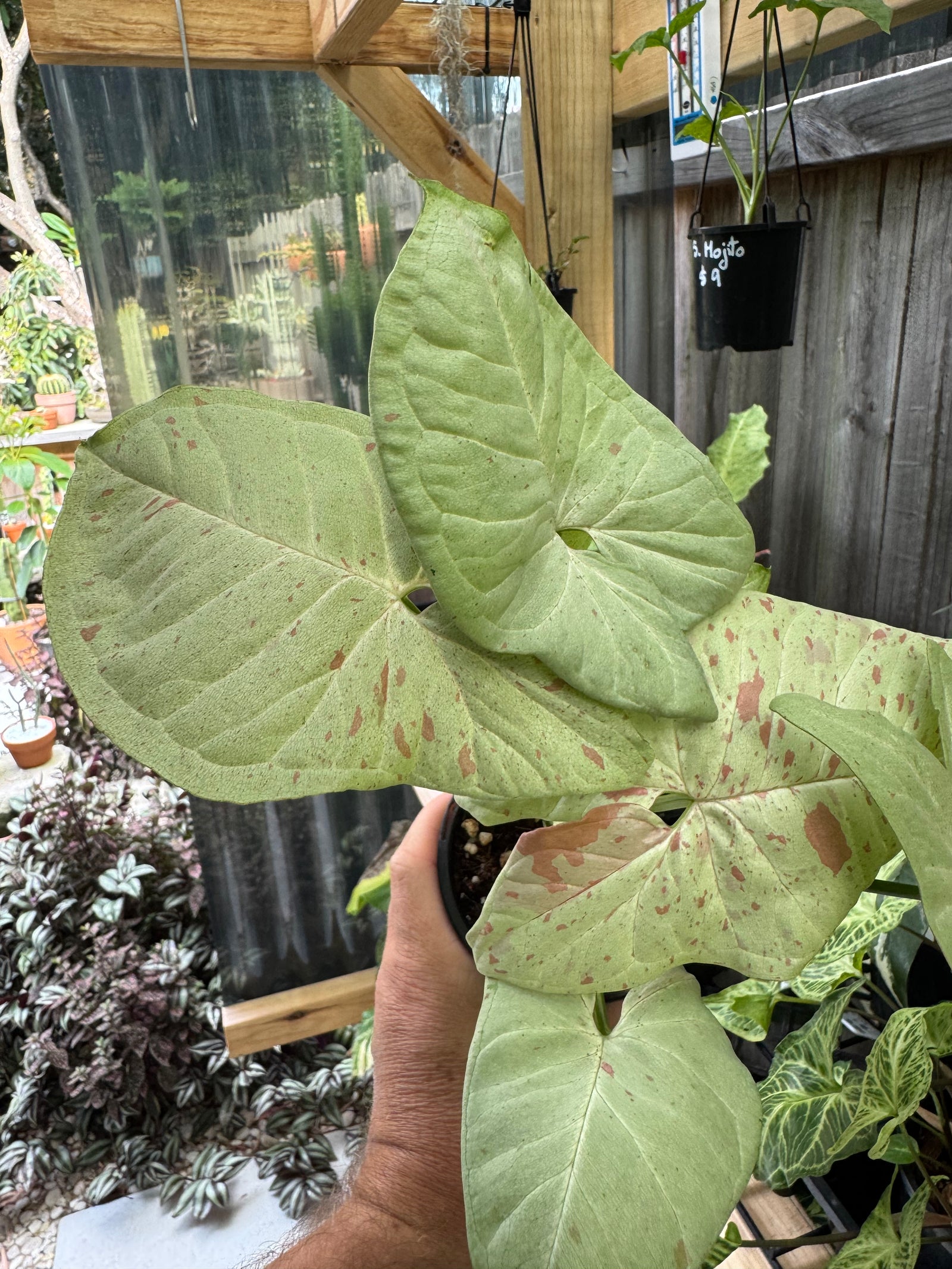 Syngonium 'Confetti'