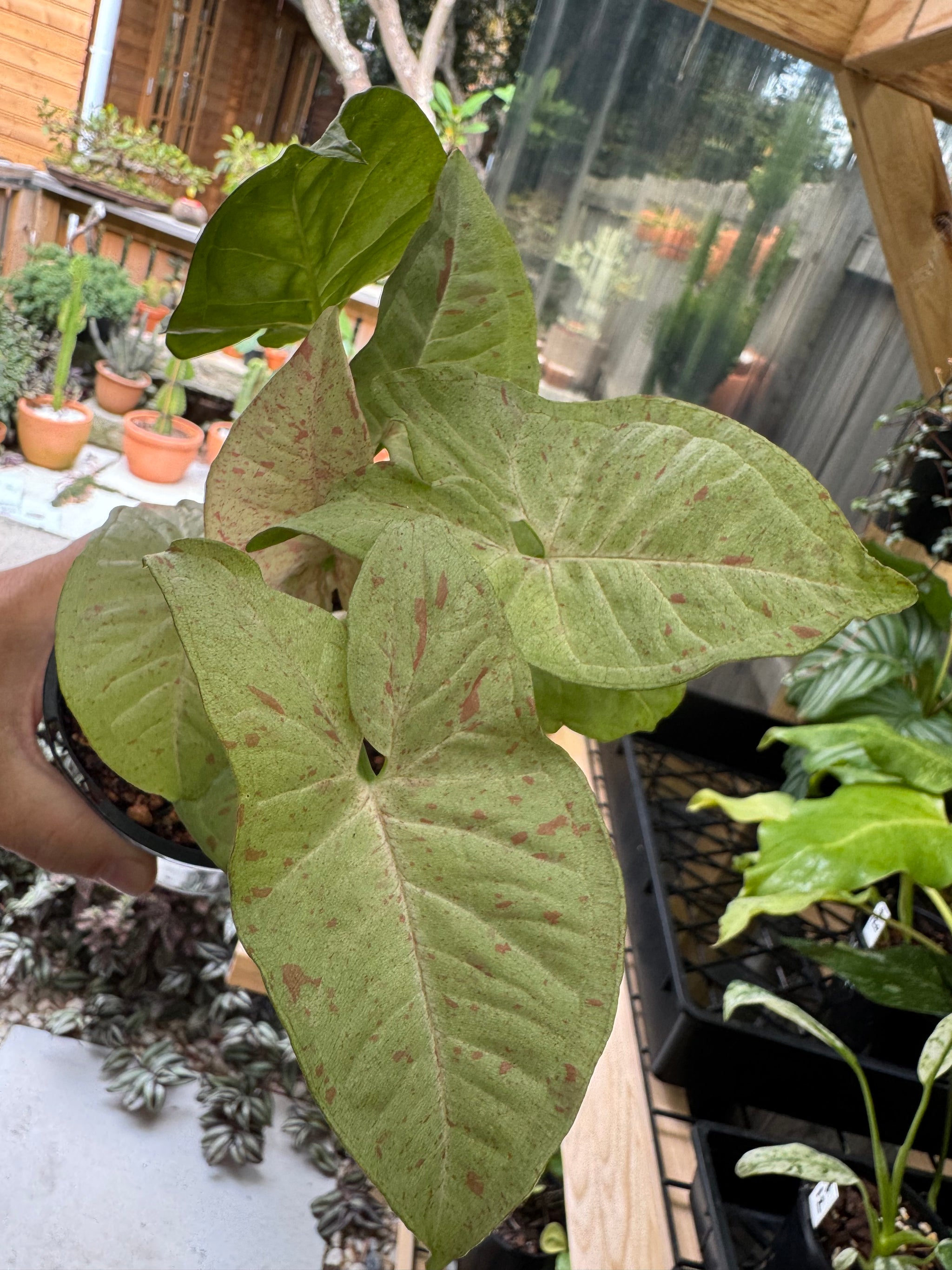 Syngonium 'Confetti'