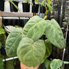 Syngonium 'Frosted'