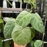 Syngonium 'Frosted'