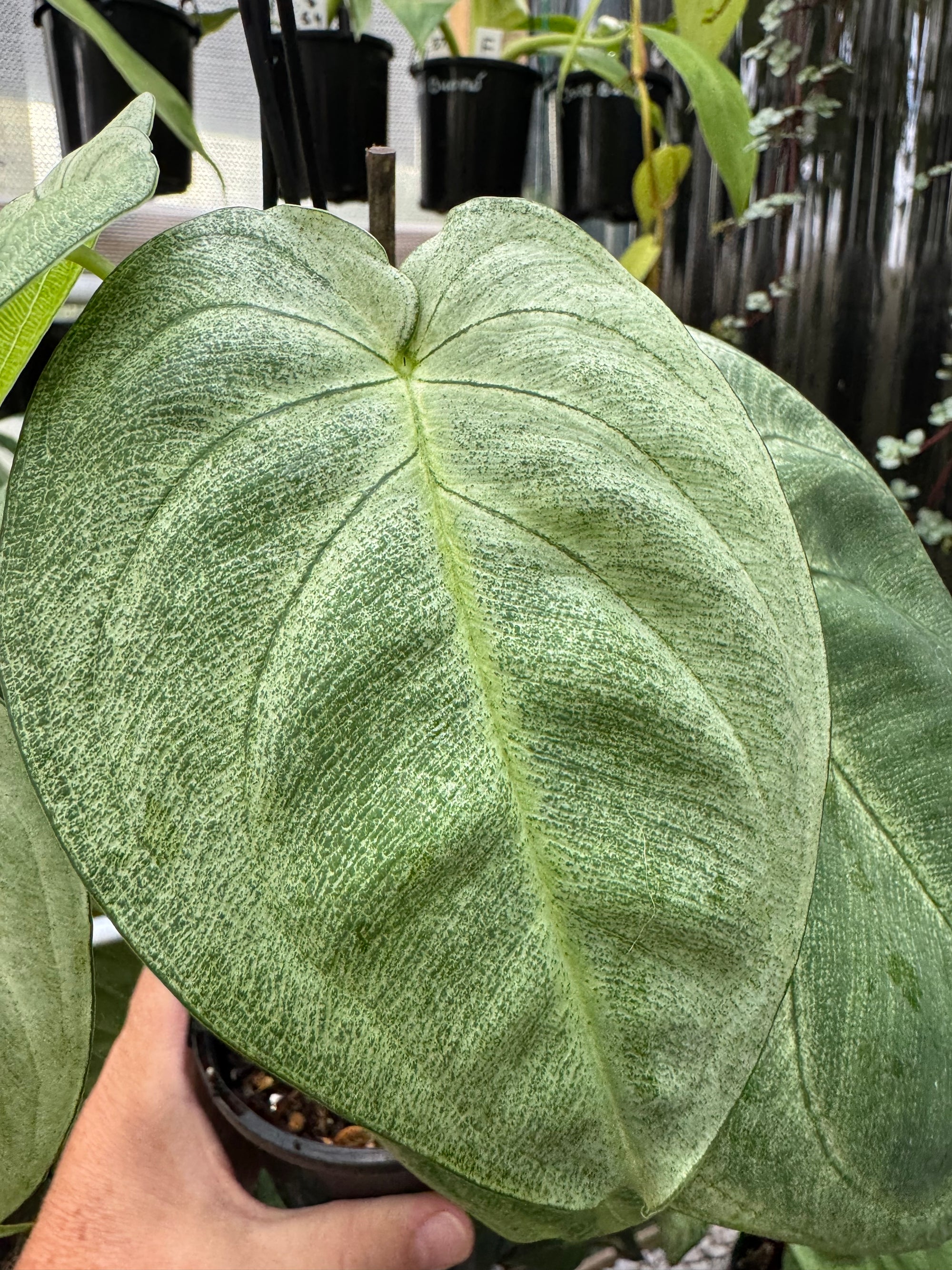 Syngonium 'Frosted'