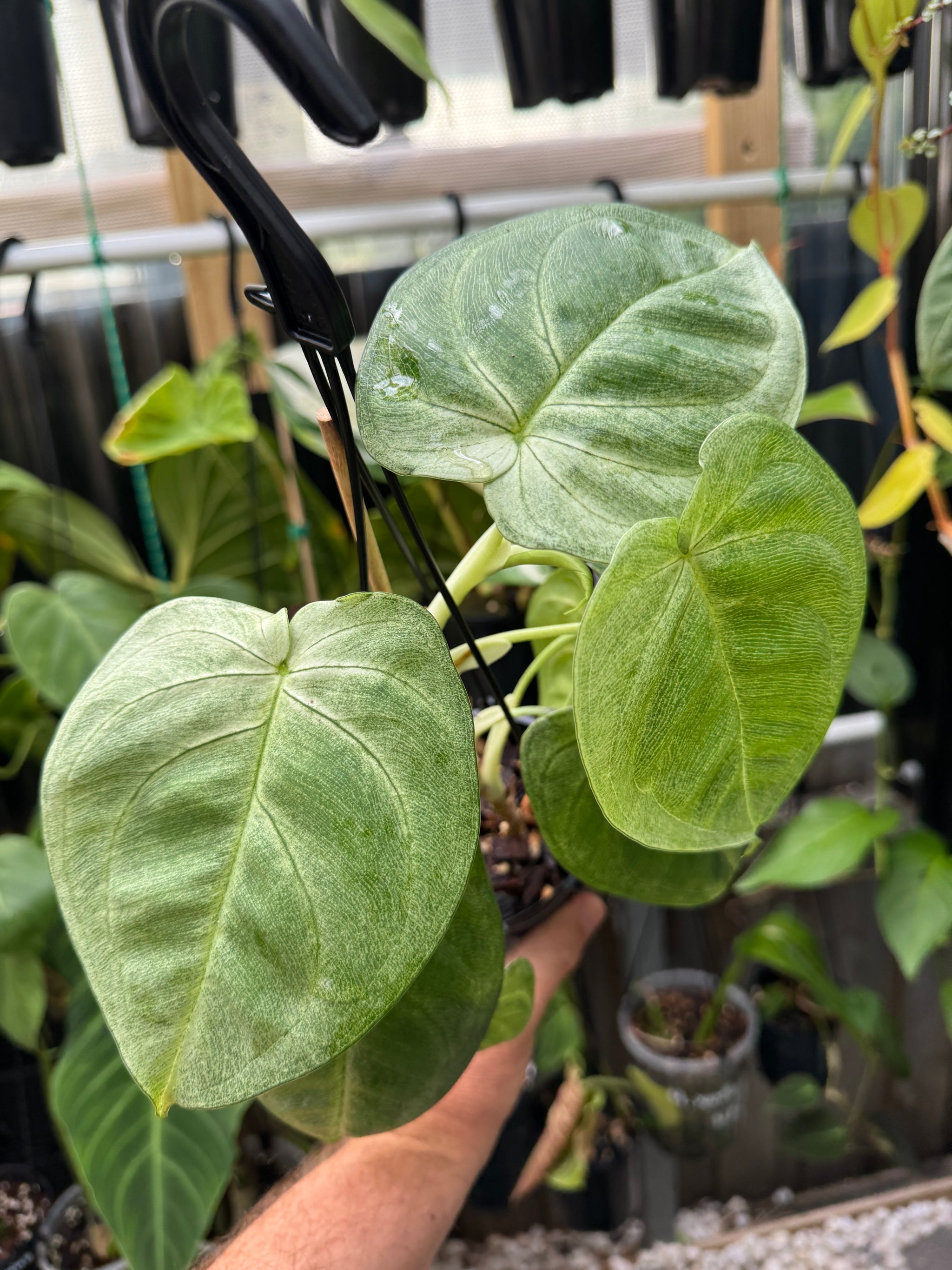 Syngonium 'Frosted'