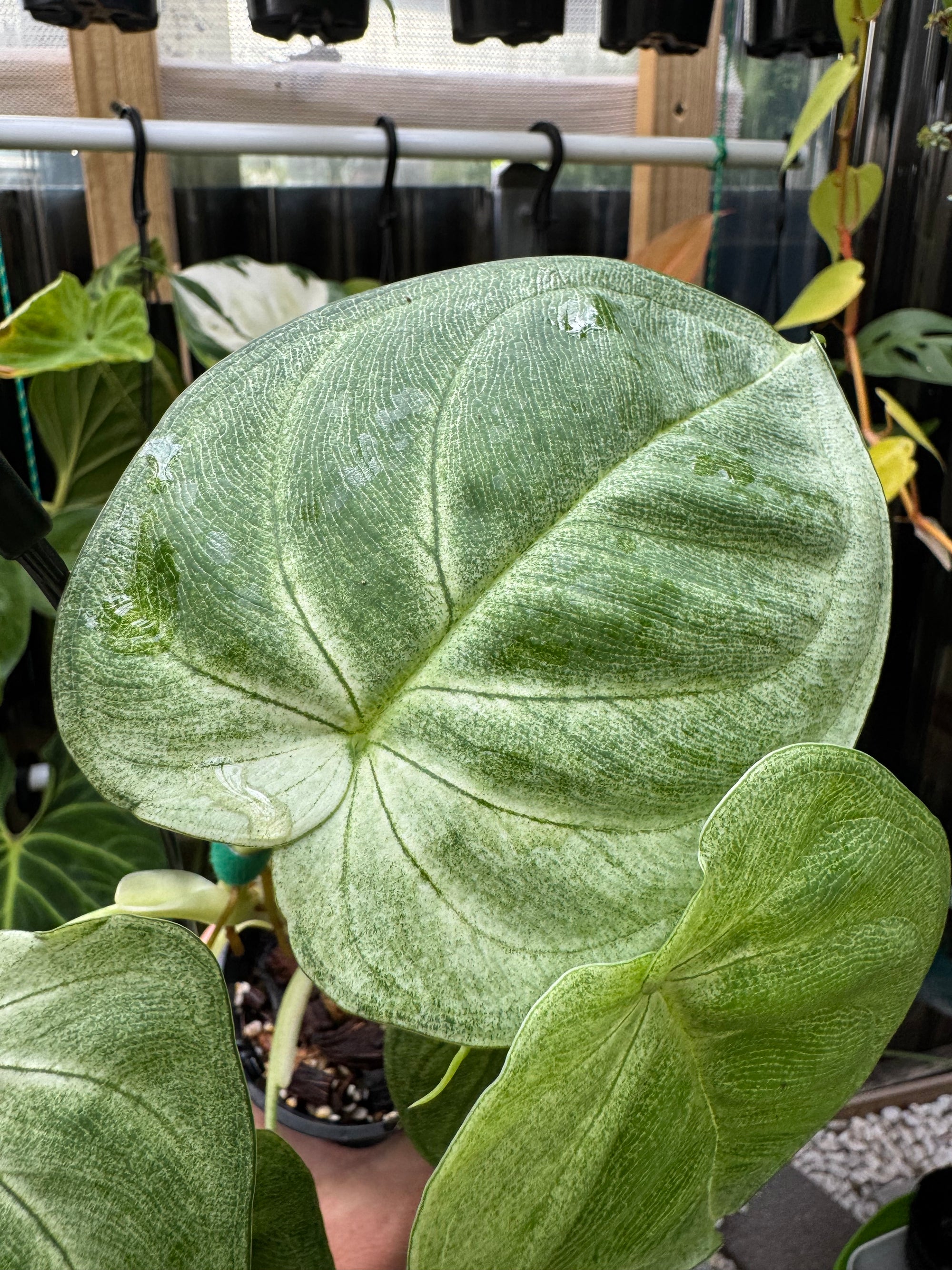 Syngonium 'Frosted'