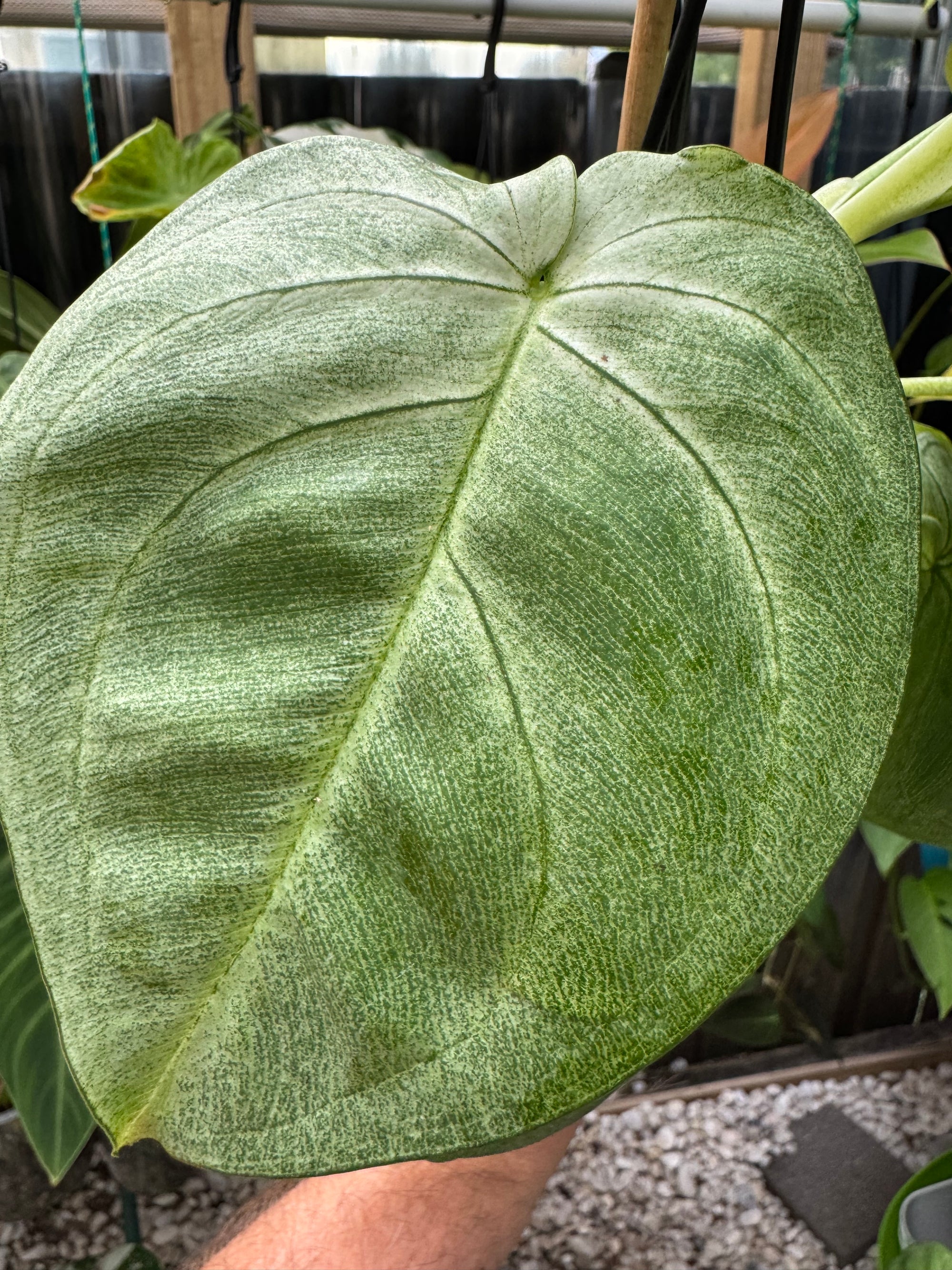 Syngonium 'Frosted'
