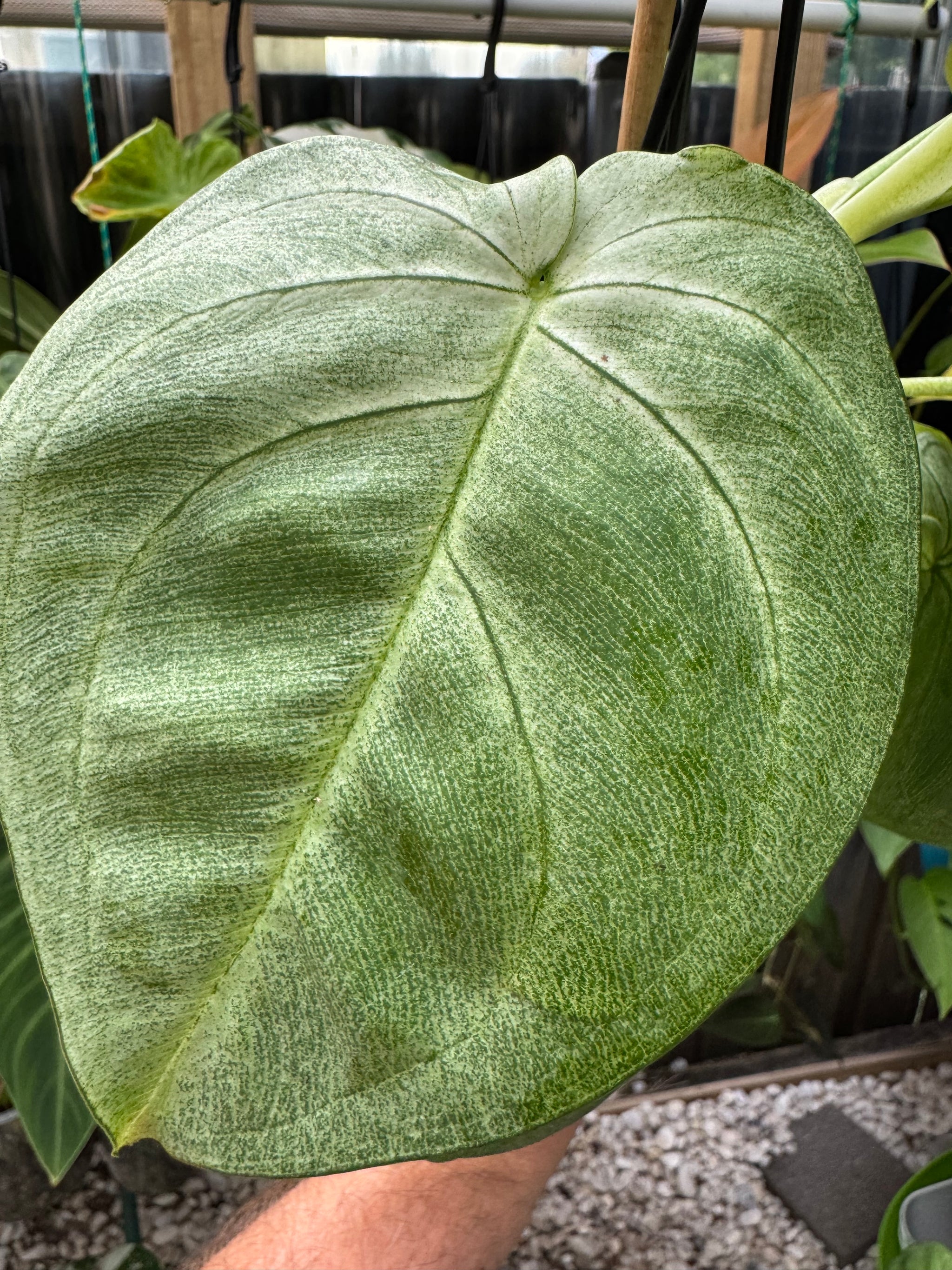 Syngonium 'Frosted'