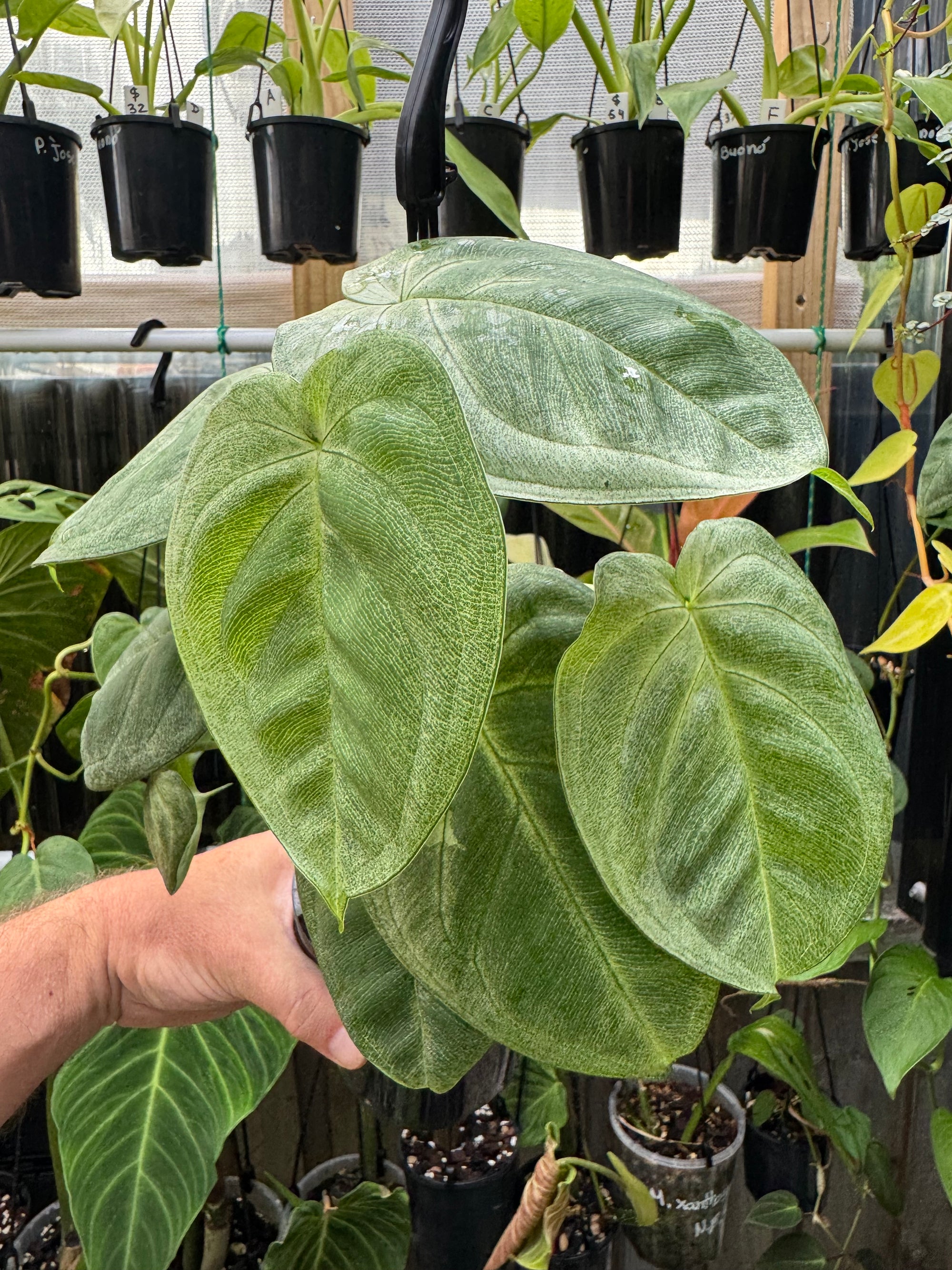 Syngonium 'Frosted'