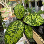 Homalomena 'Camouflage'