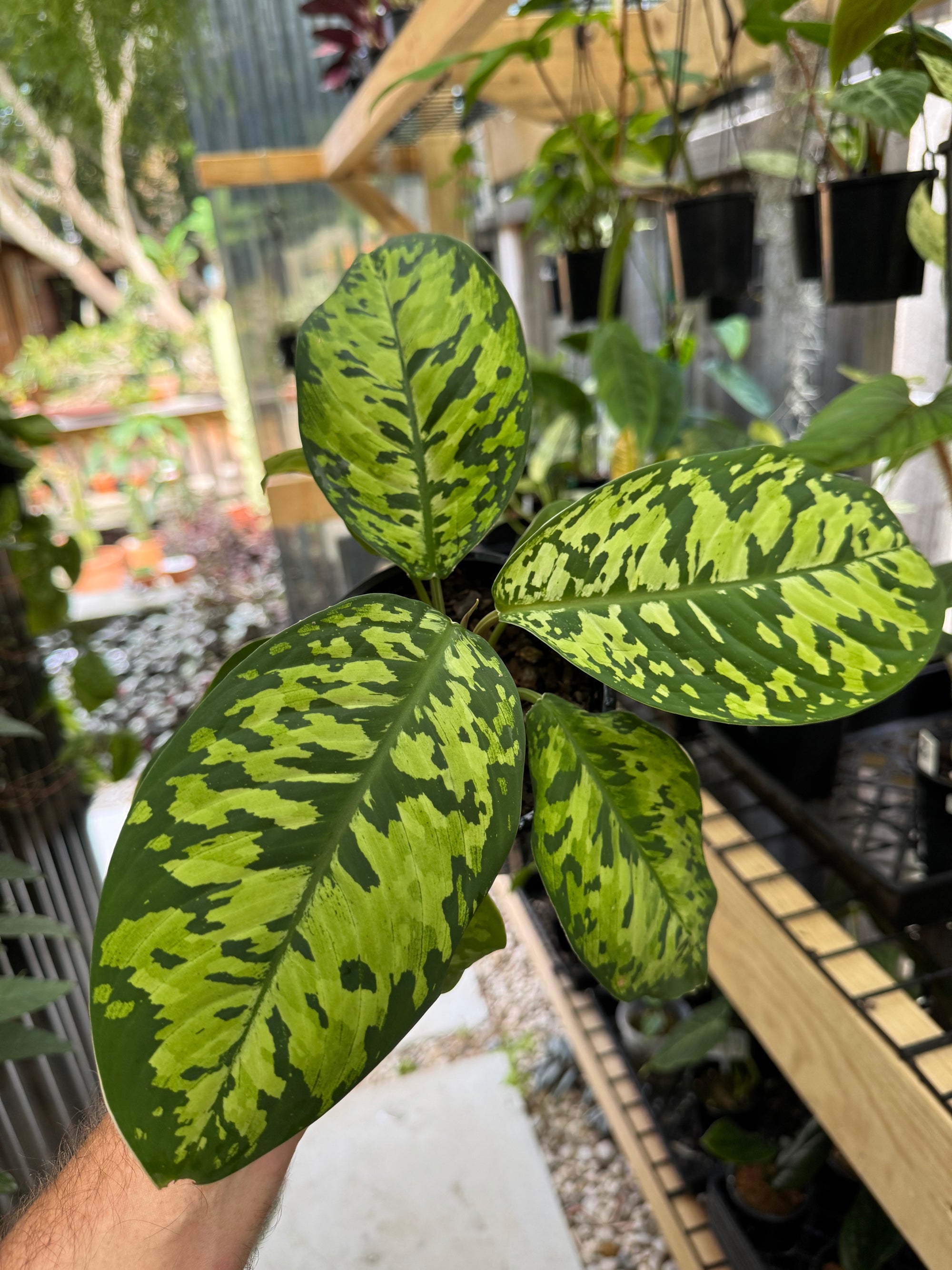 Homalomena 'Camouflage'