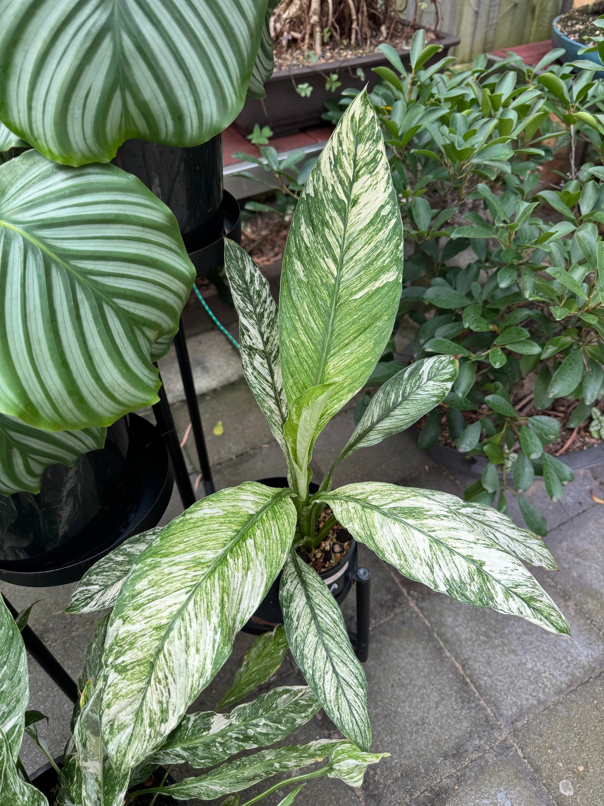 Peace Lily 'Jessica'