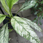 Peace Lily 'Jessica'