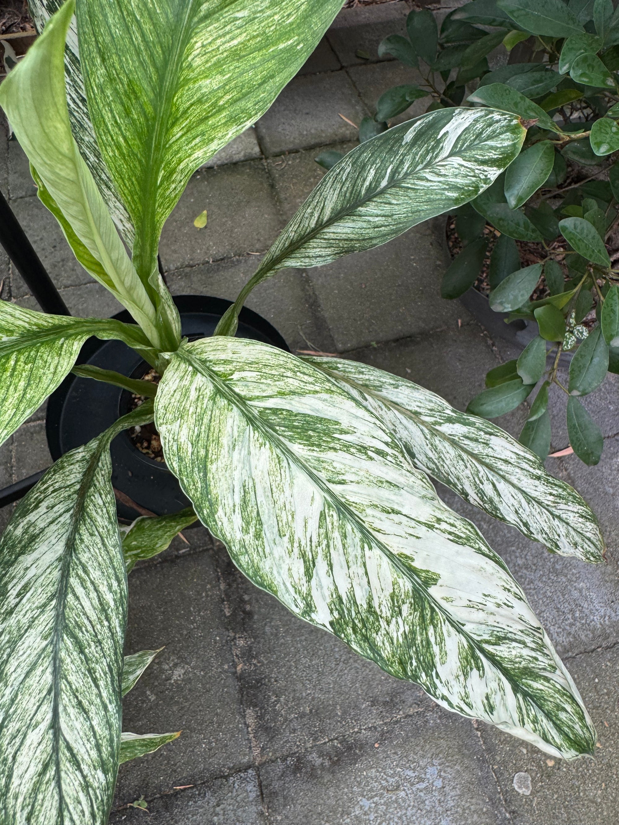 Peace Lily 'Jessica'