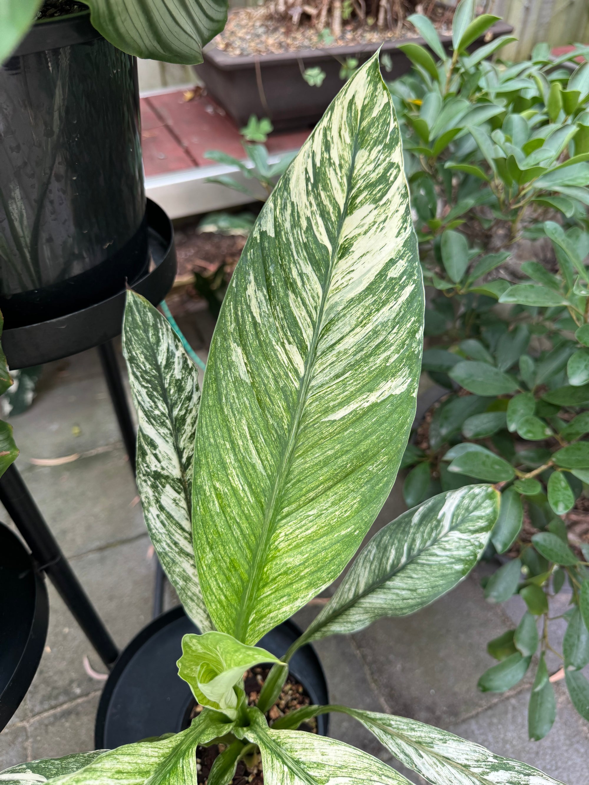 Peace Lily 'Jessica'