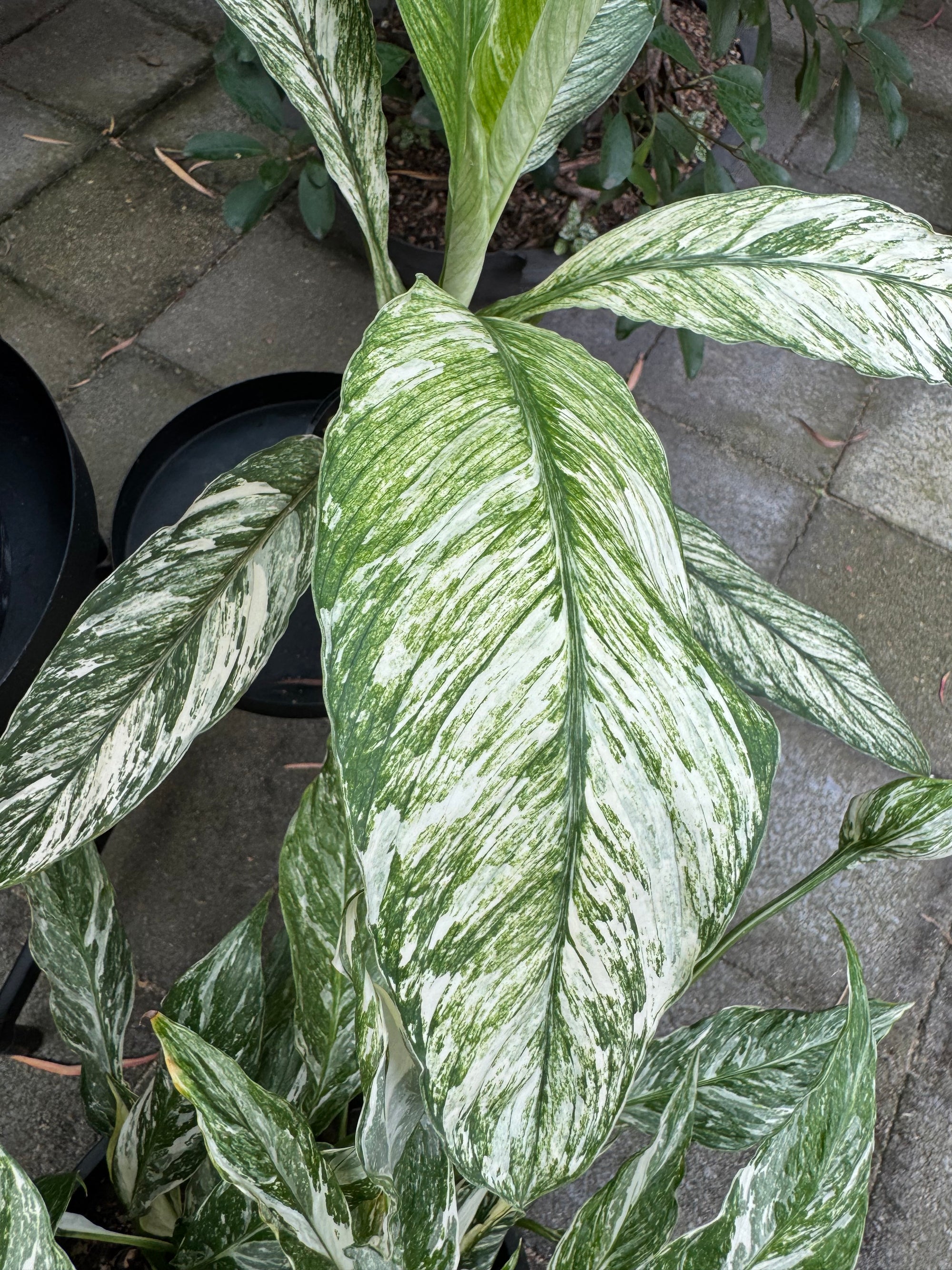 Peace Lily 'Jessica'