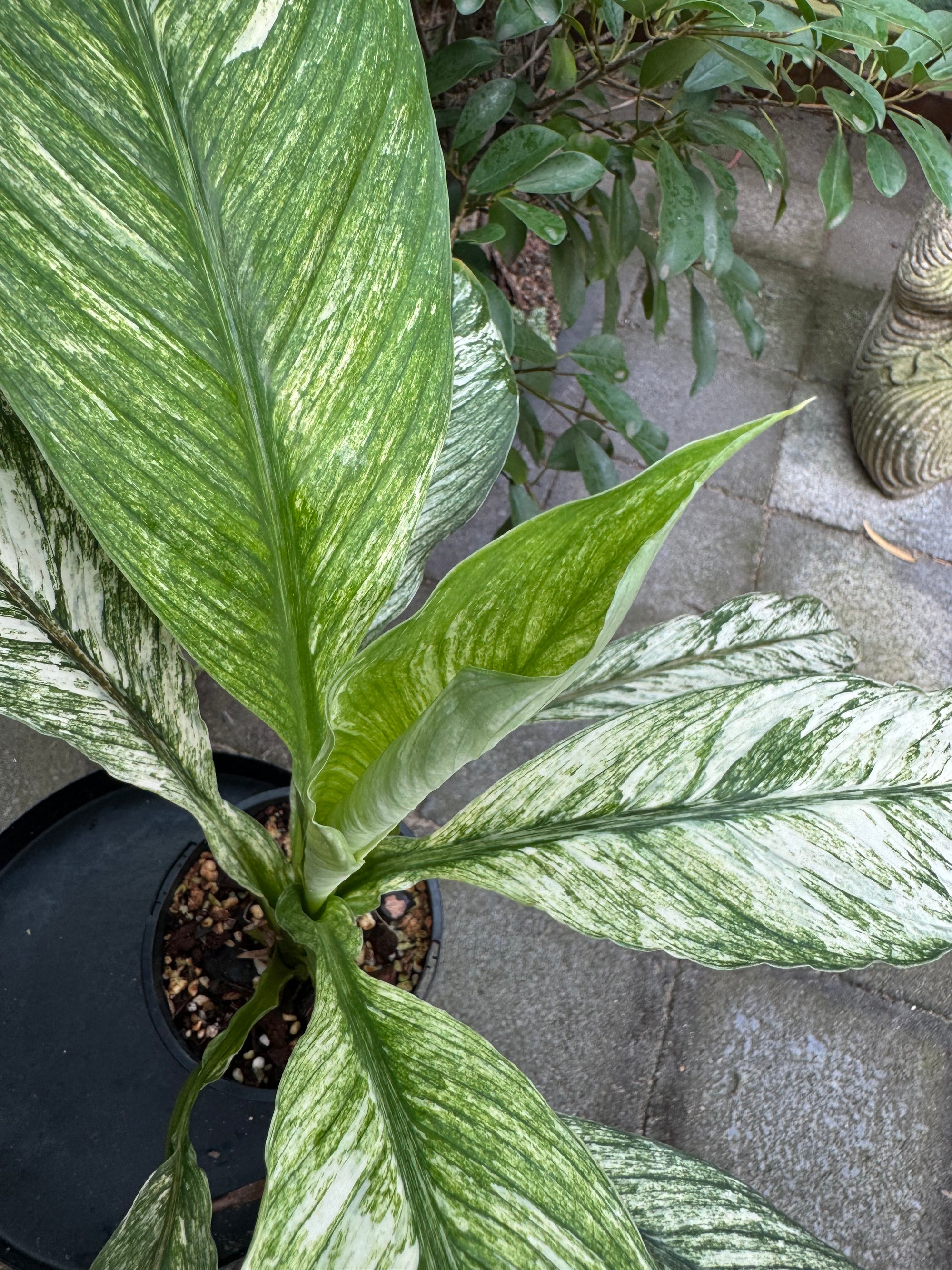 Peace Lily 'Jessica'