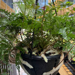 Fern 'White Rabbit Foot'