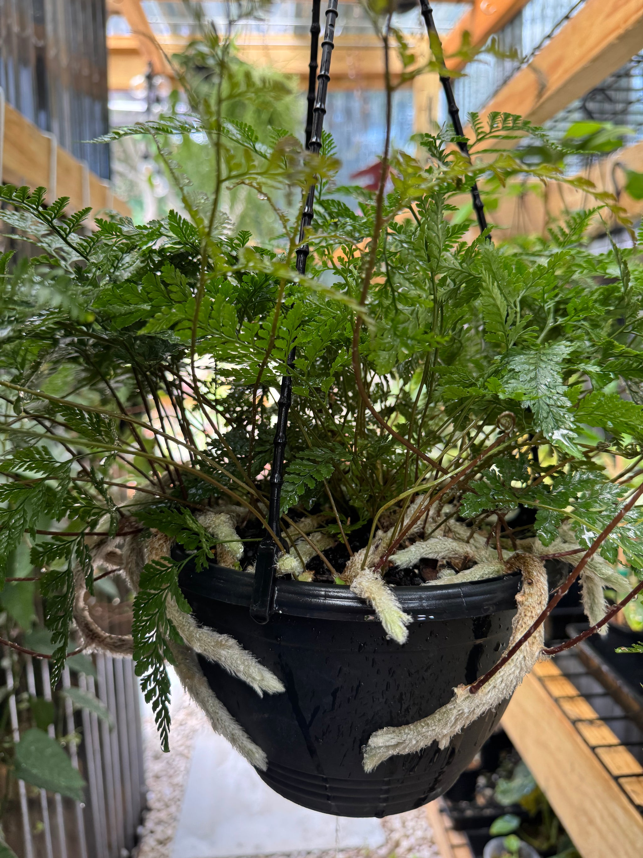 Fern 'White Rabbit Foot'