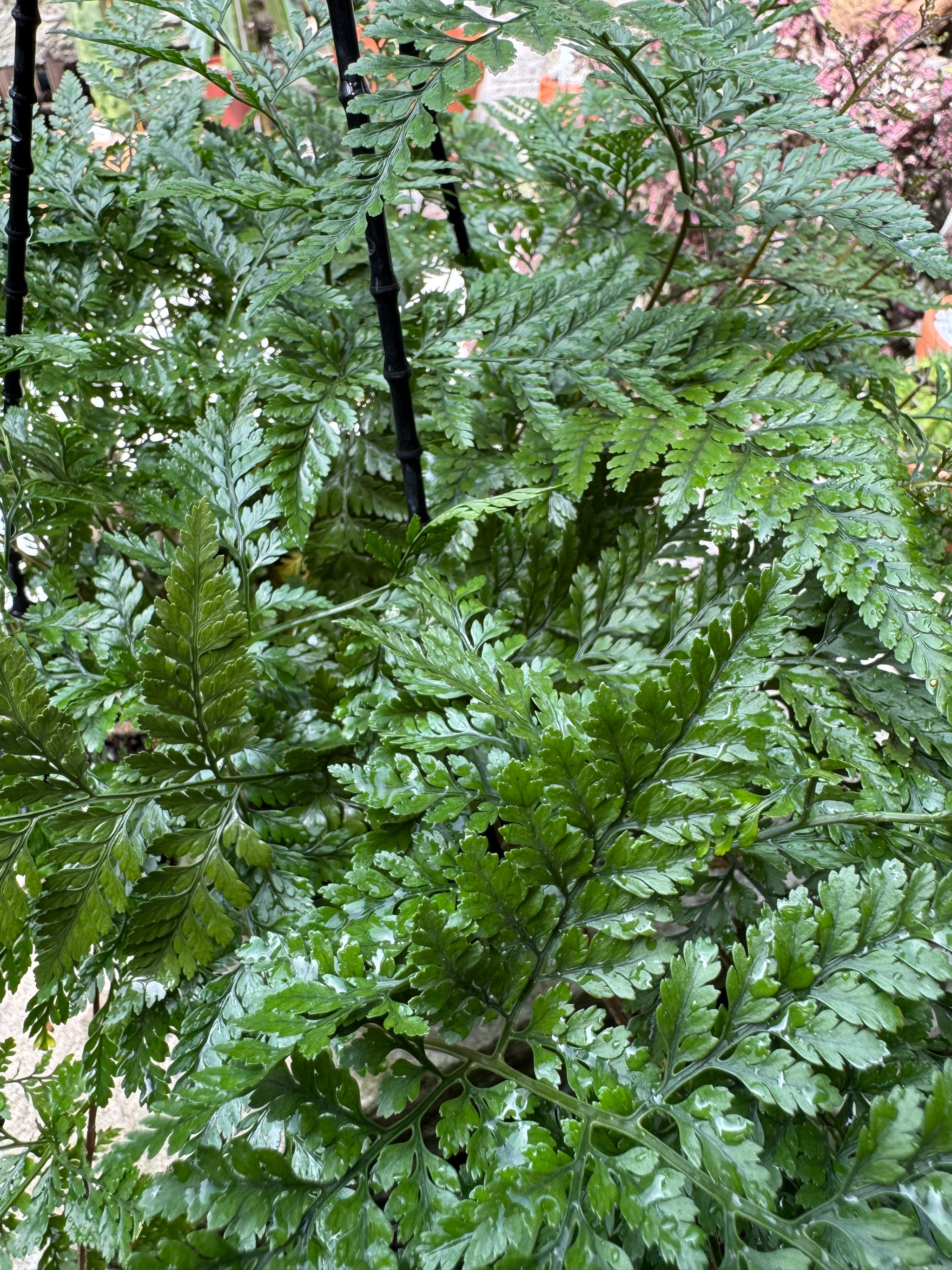 Fern 'White Rabbit Foot'