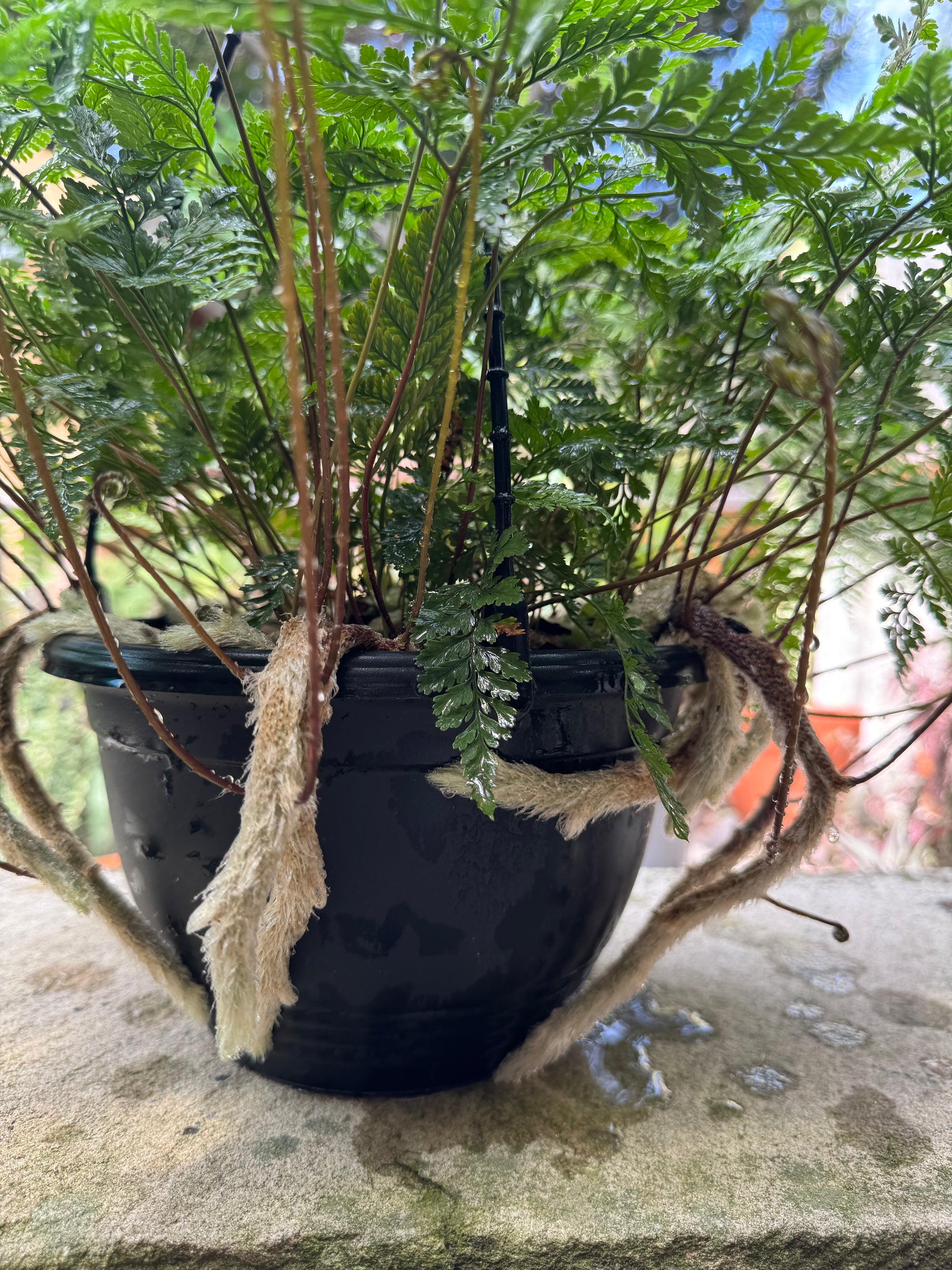 Fern 'White Rabbit Foot'