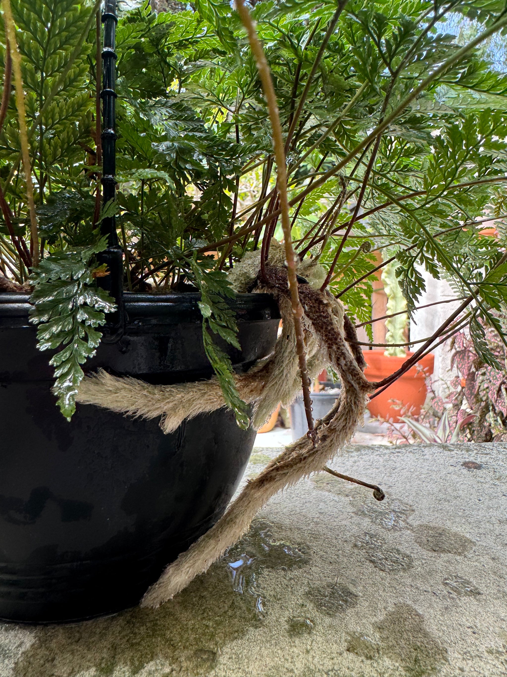 Fern 'White Rabbit Foot'