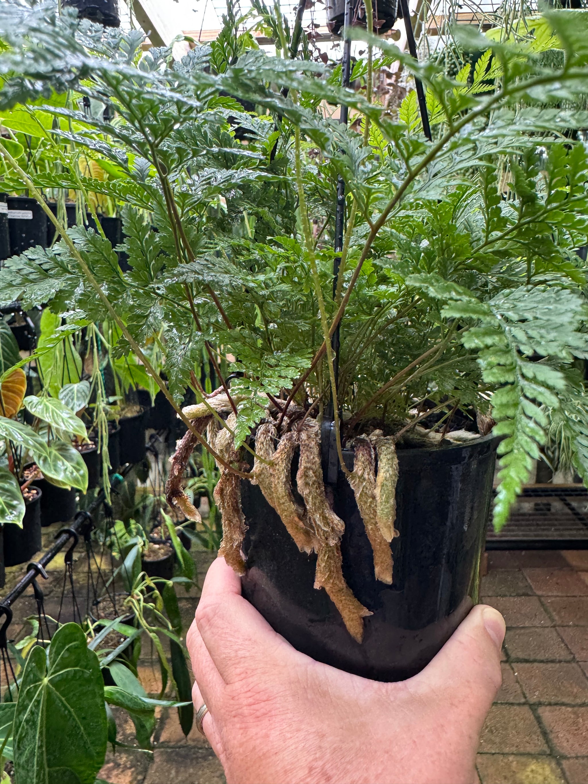 Fern 'White Rabbit Foot'