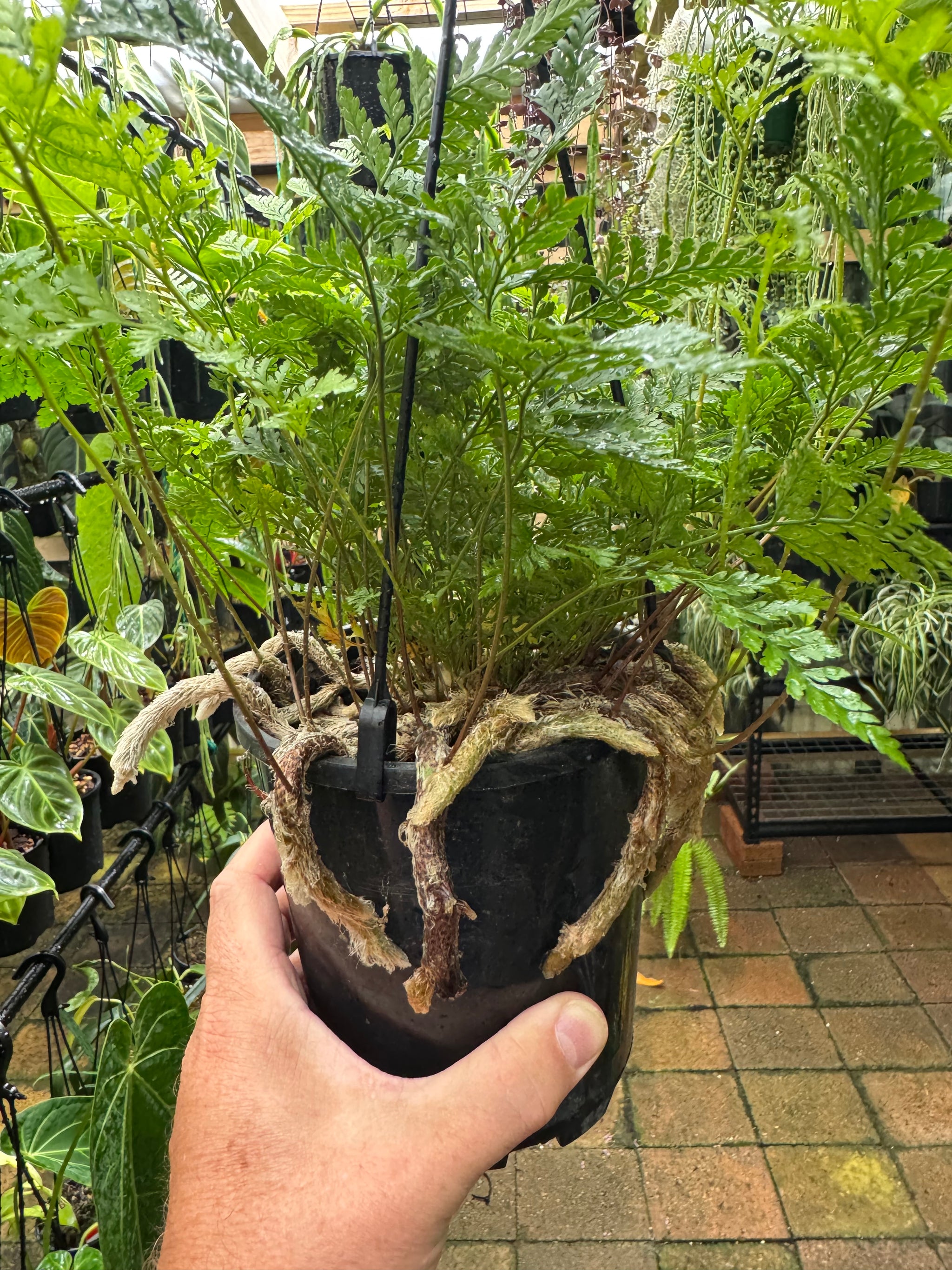 Fern 'White Rabbit Foot'