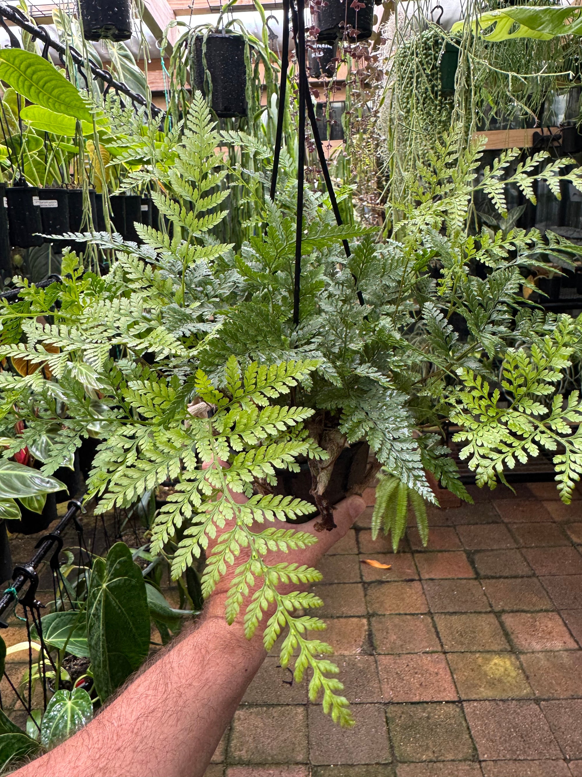 Fern 'White Rabbit Foot'