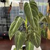 Philodendron melanochrysum