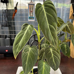 Philodendron melanochrysum