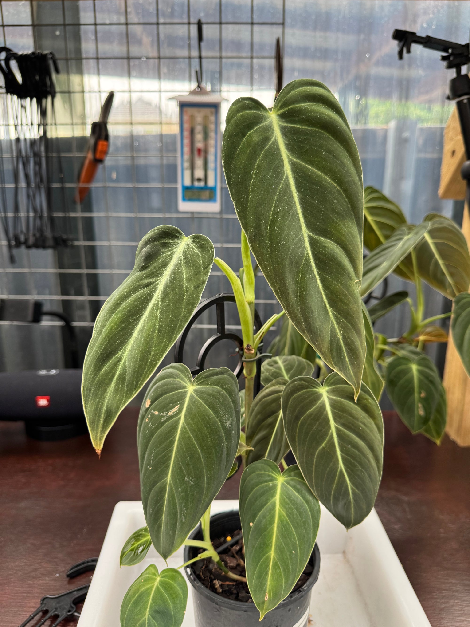 Philodendron melanochrysum