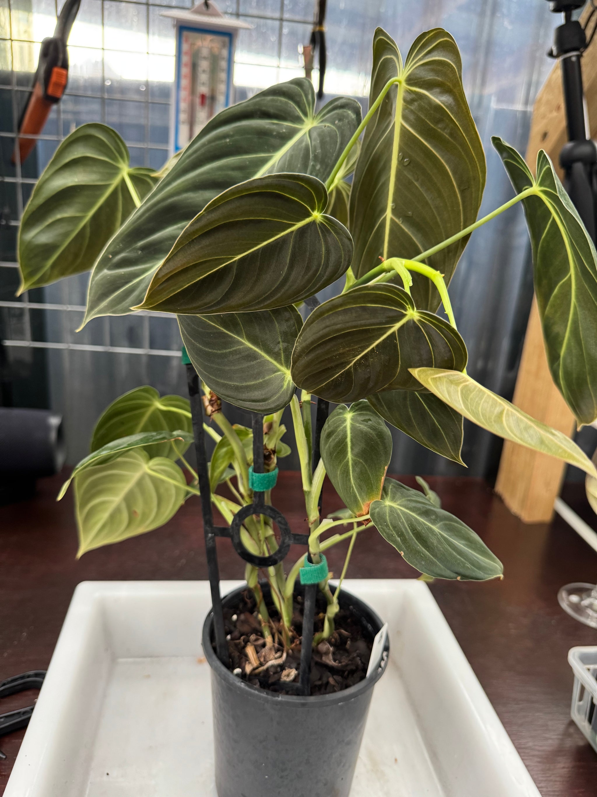 Philodendron melanochrysum