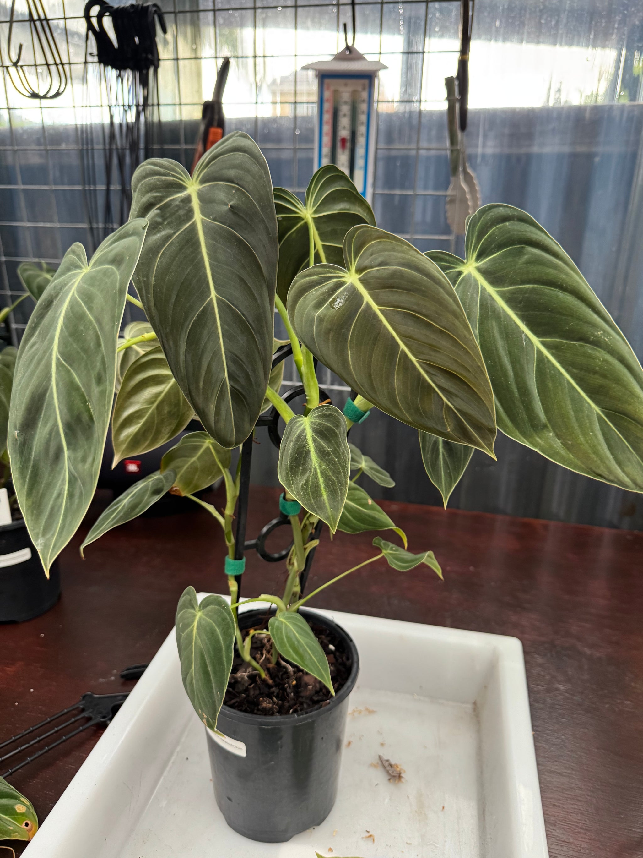 Philodendron melanochrysum
